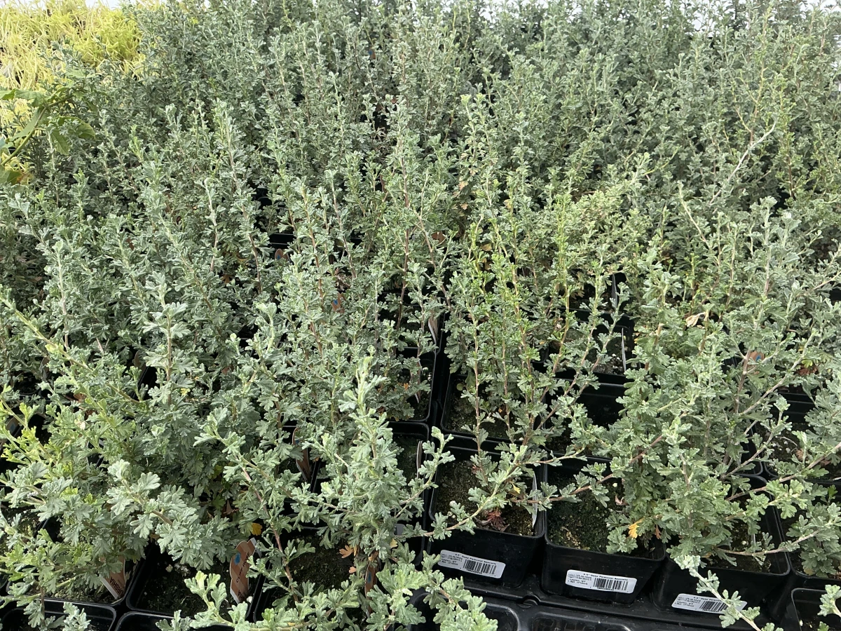 Cliffrose