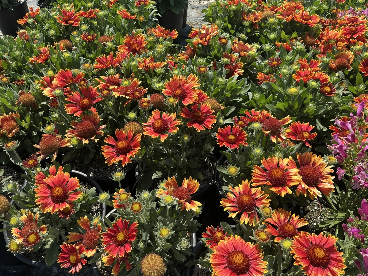 Blanket Flower