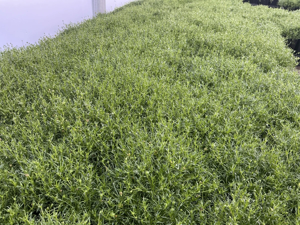Irish Moss