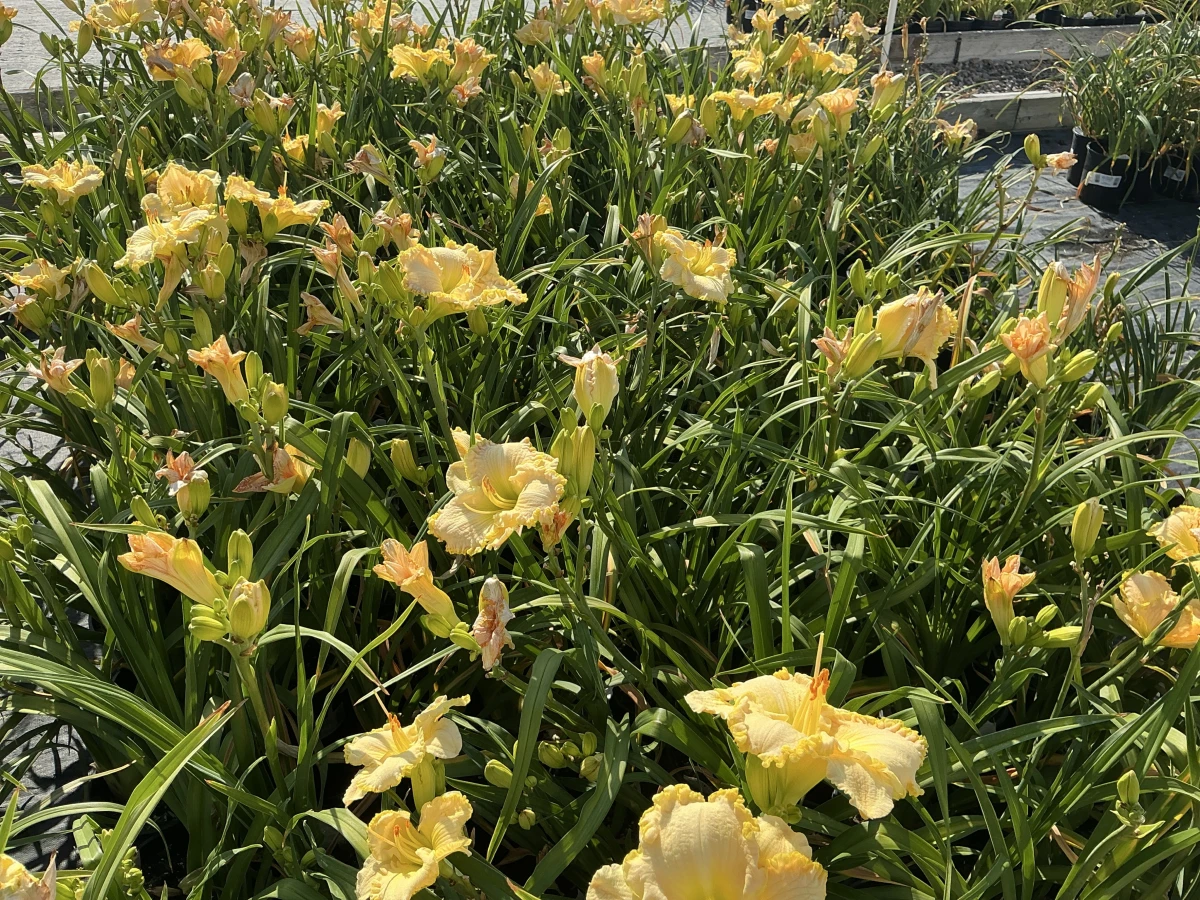 Daylily