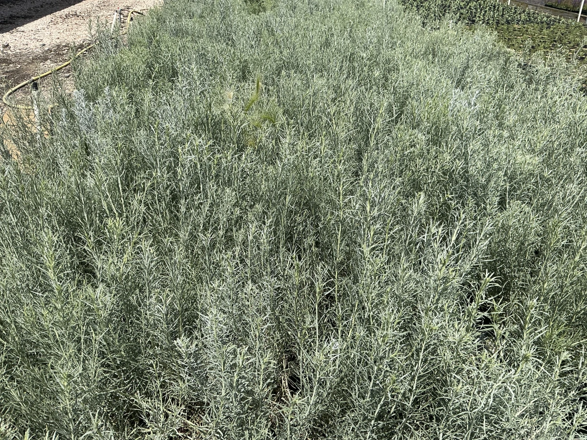 Rubber Rabbitbrush