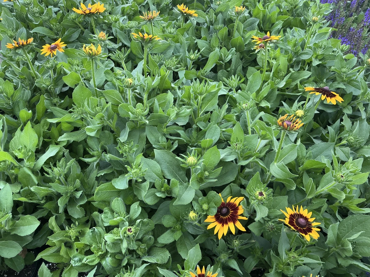 Black-Eyed Susan