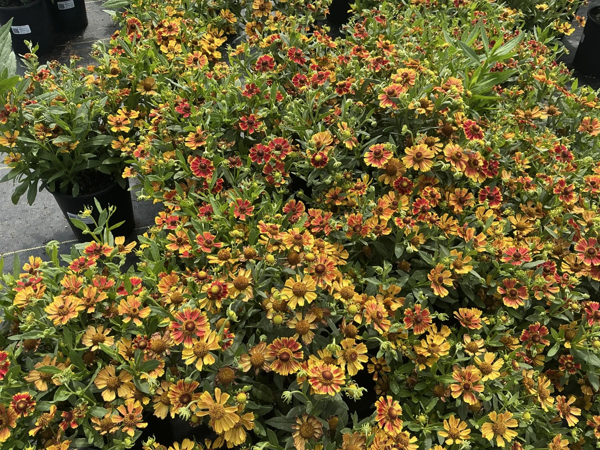 Sneezeweed