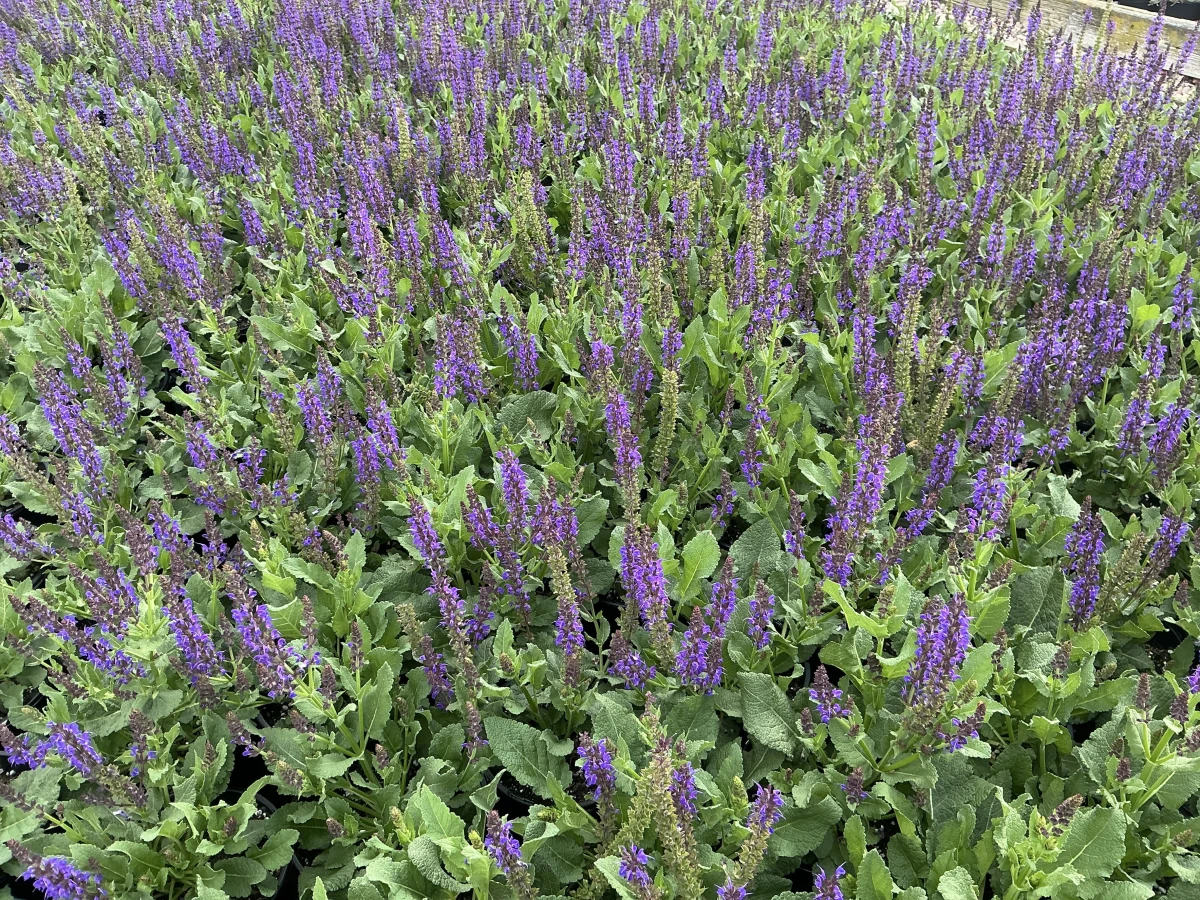 Meadow Sage