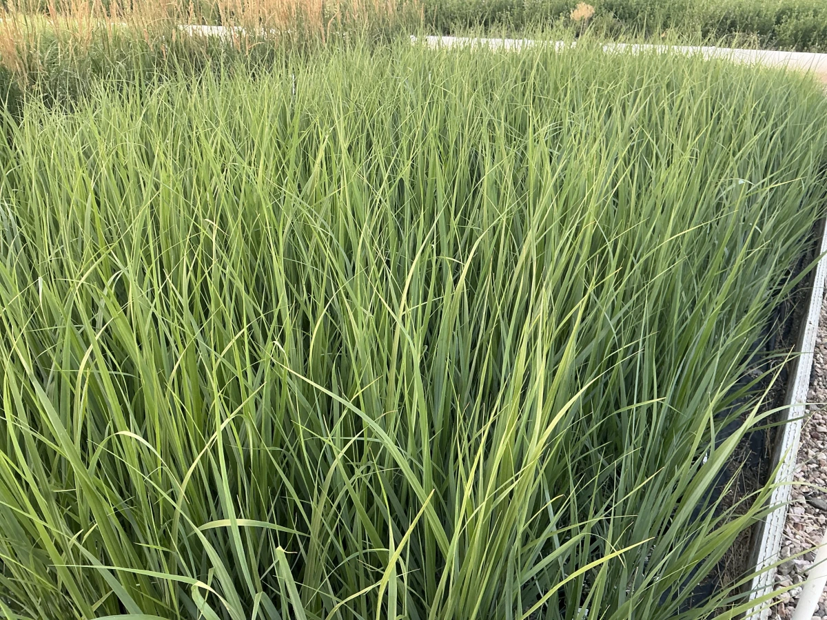 Switch Grass