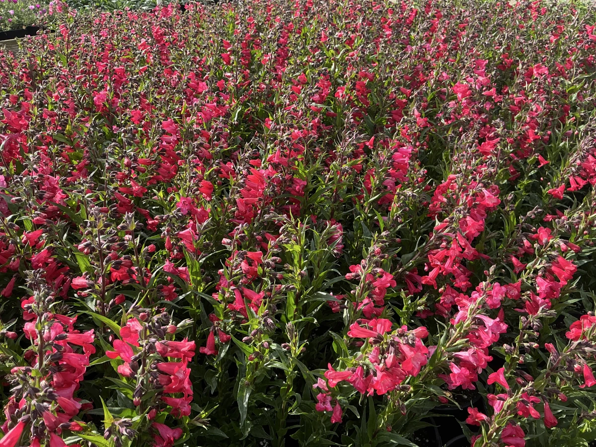 Beardtongue