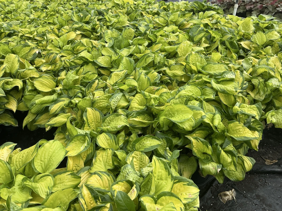 Plantain Lily