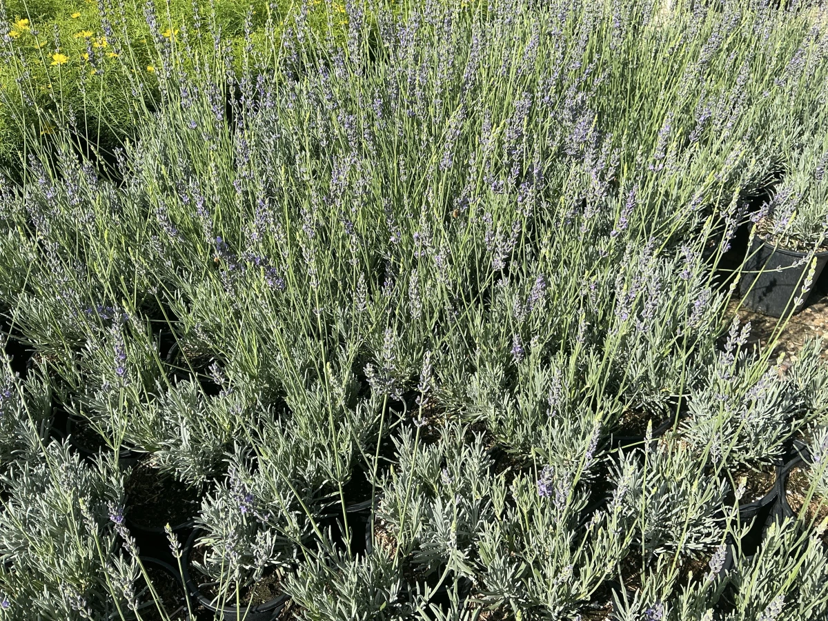 Lavender