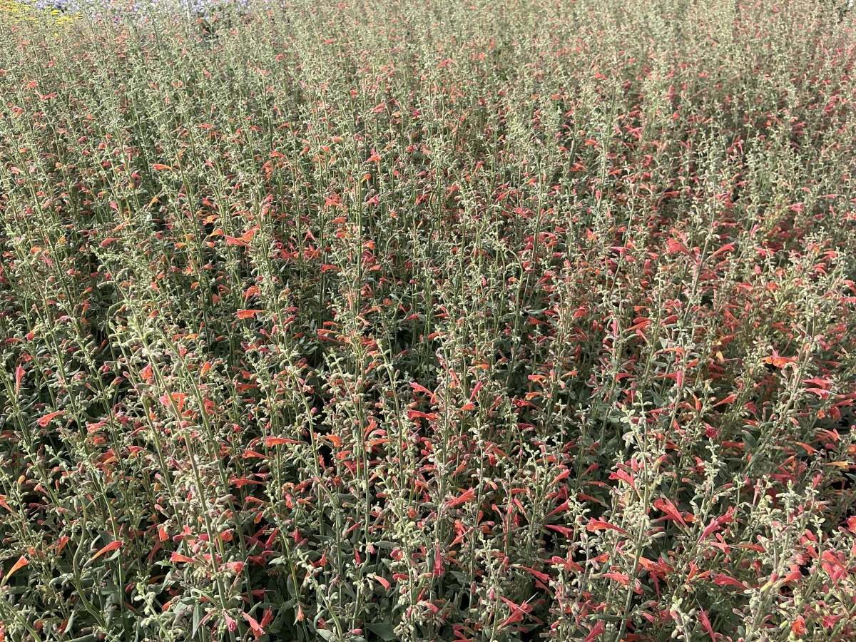 Hyssop, Hummingbird Mint