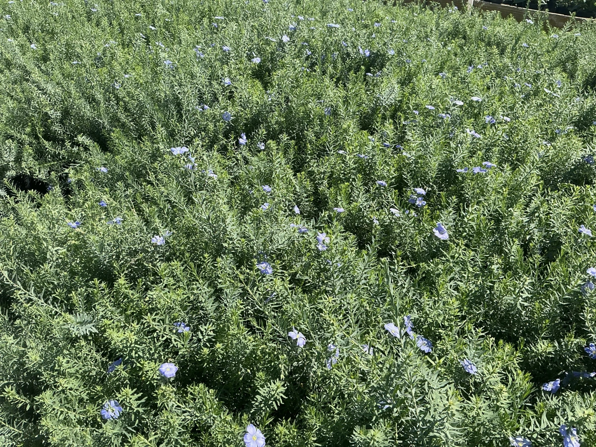Blue Flax