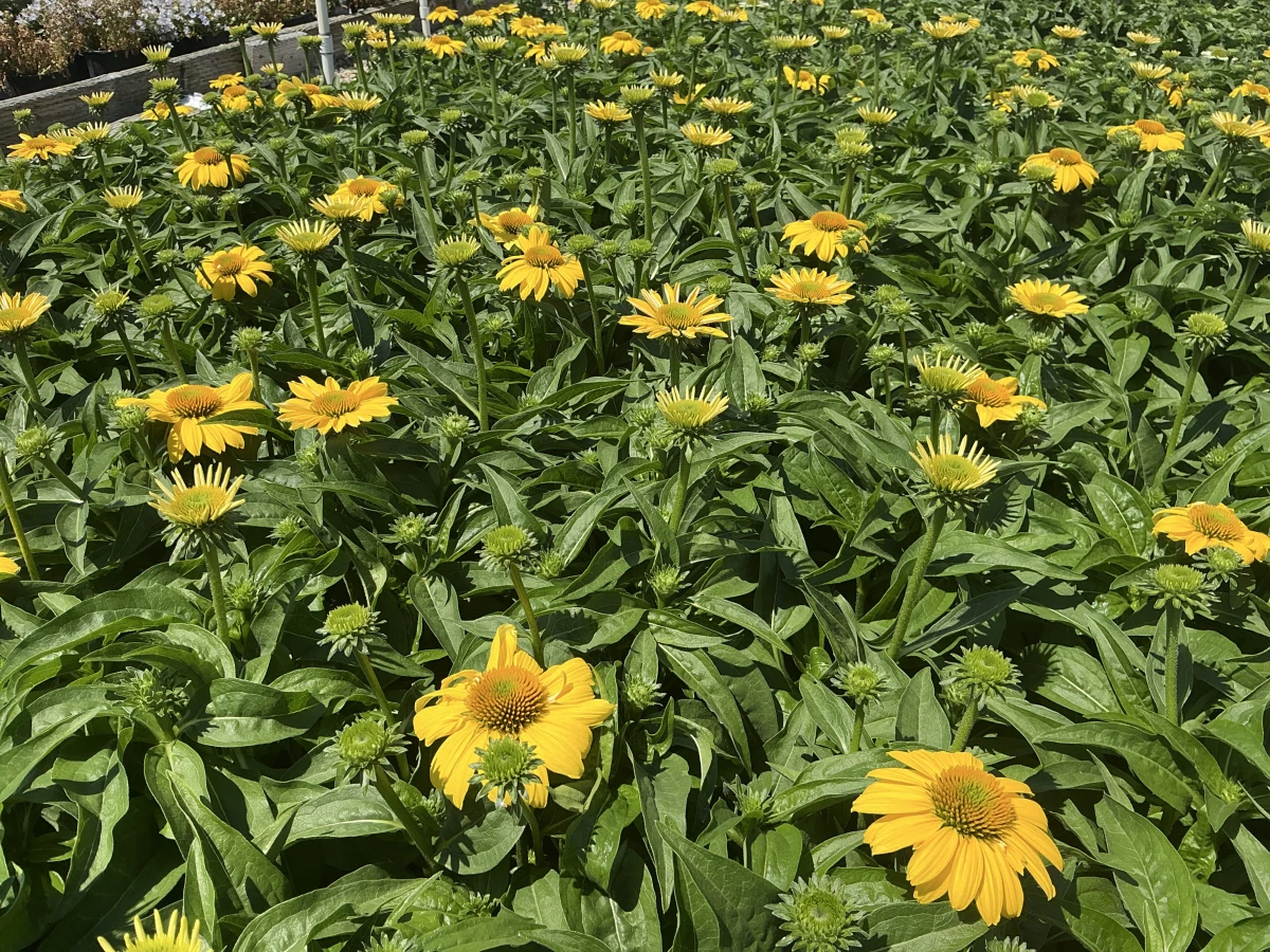 Coneflower