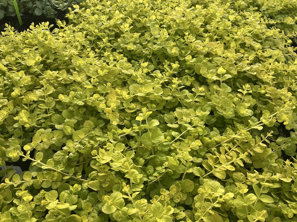 Creeping Jenny, Moneywort