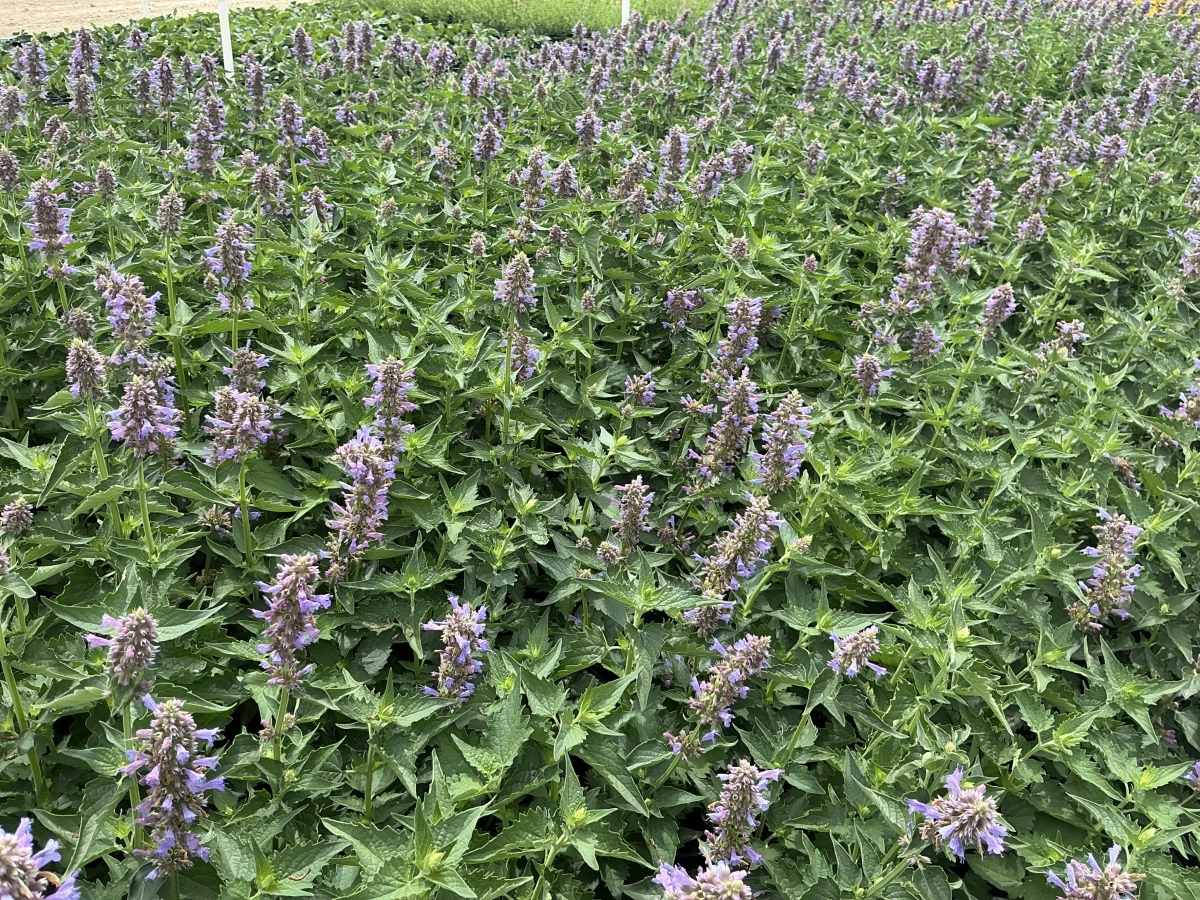 Hyssop, Hummingbird Mint