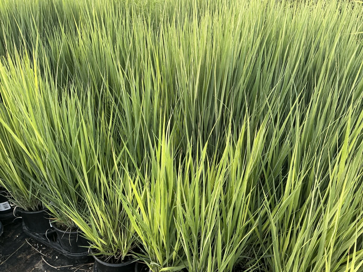 Switch Grass