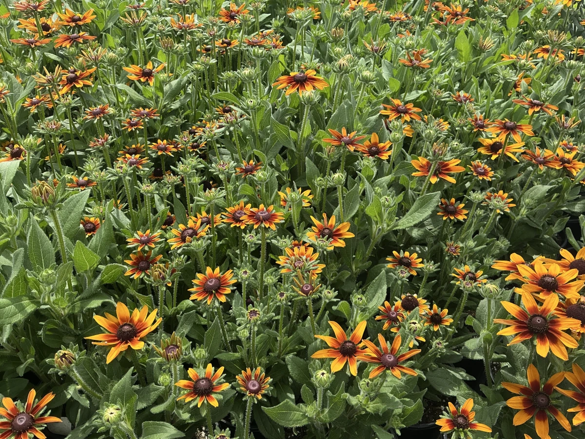 Black-Eyed Susan