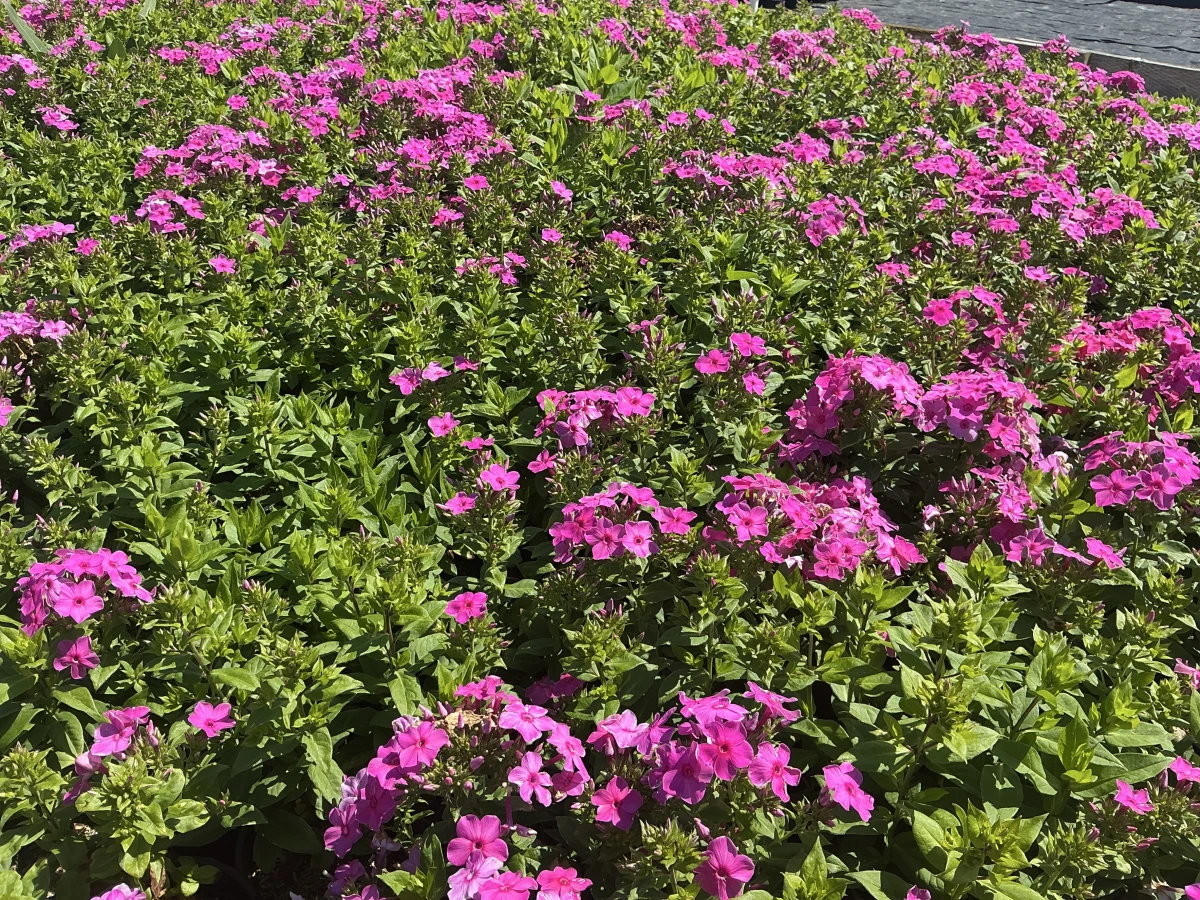 Garden Phlox