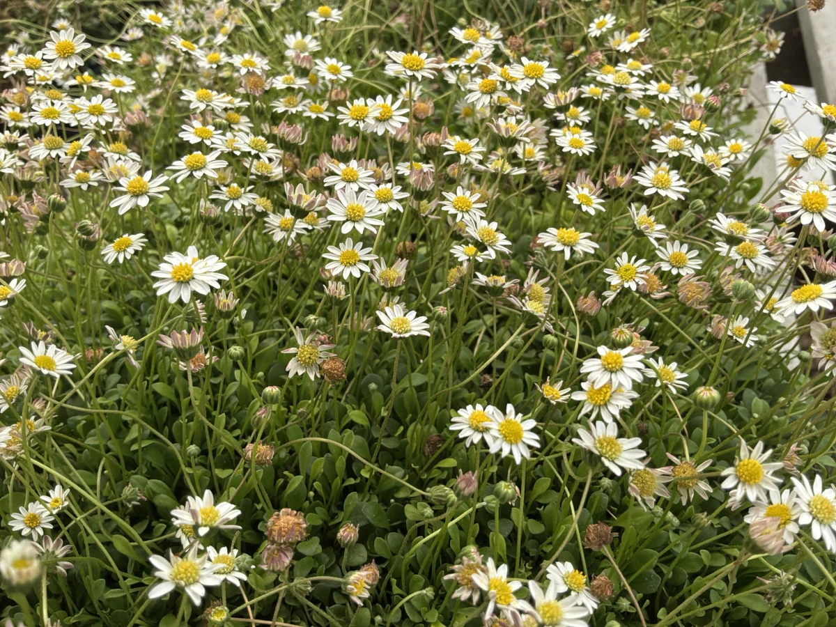 Miniature Mat Daisy