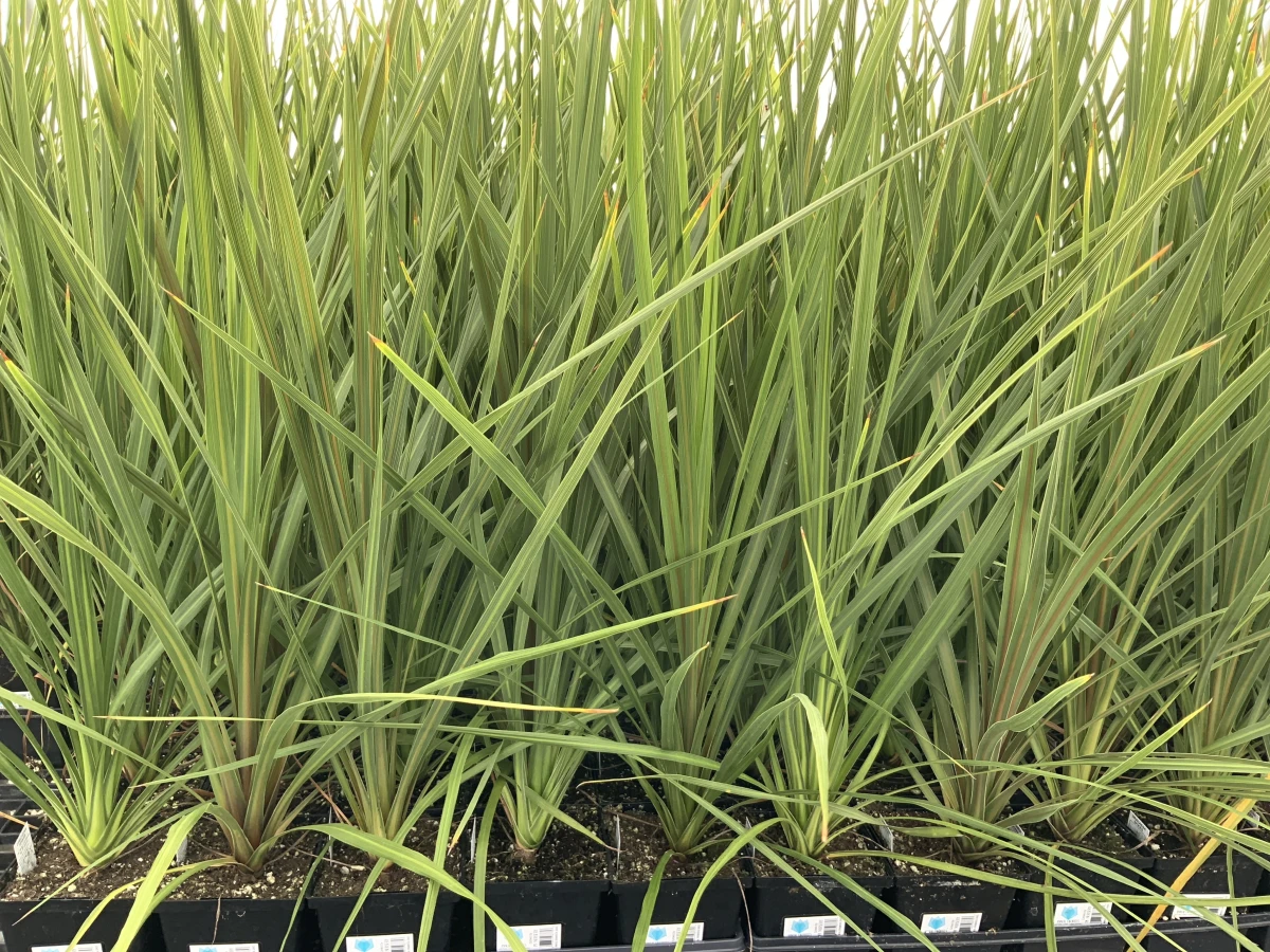 Green Spike