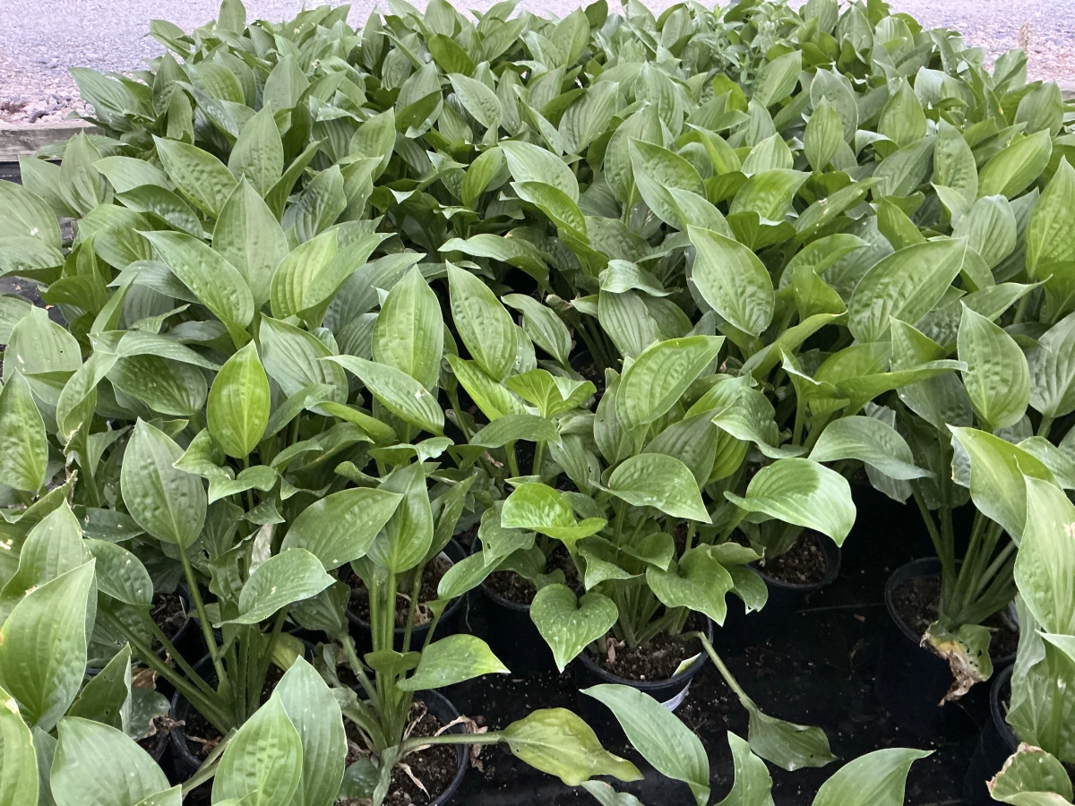 Plantain Lily