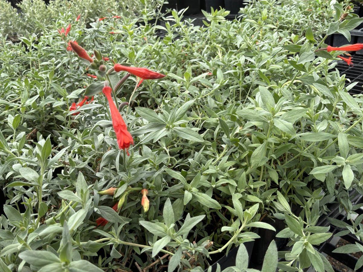 California Fuchsia *TRIAL*