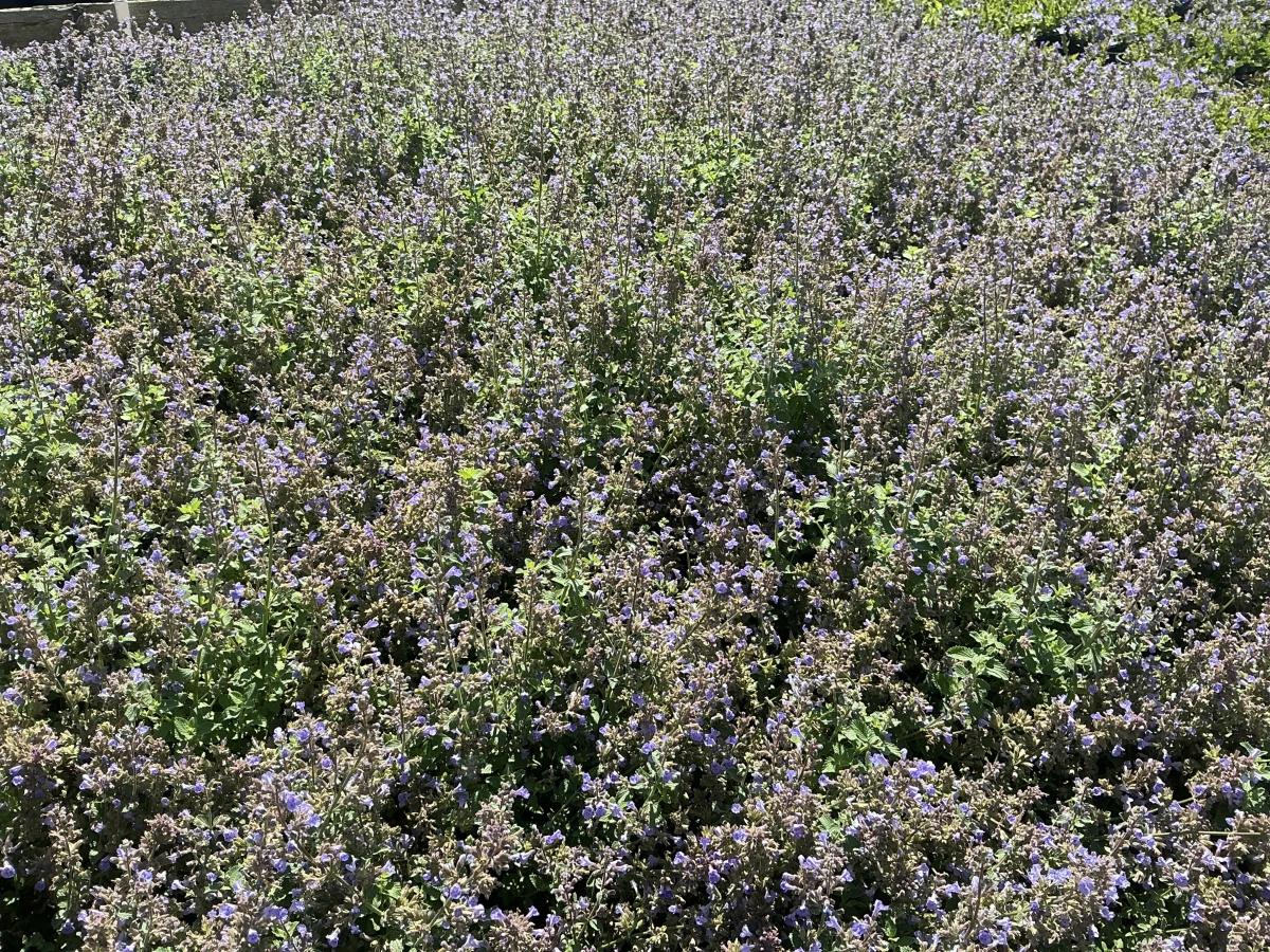Catmint
