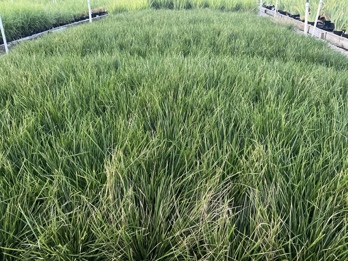 Tufted Hair Grass