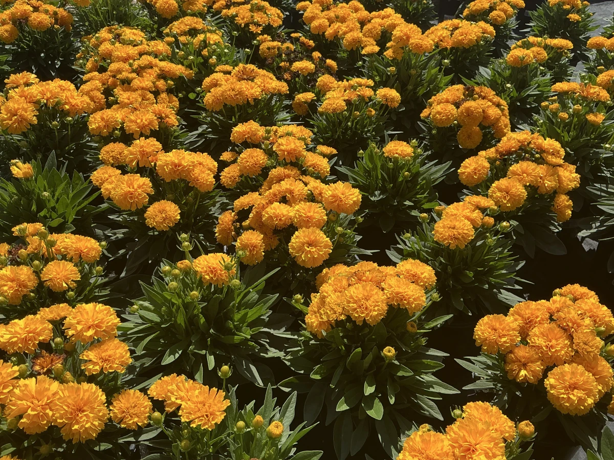 Tickseed