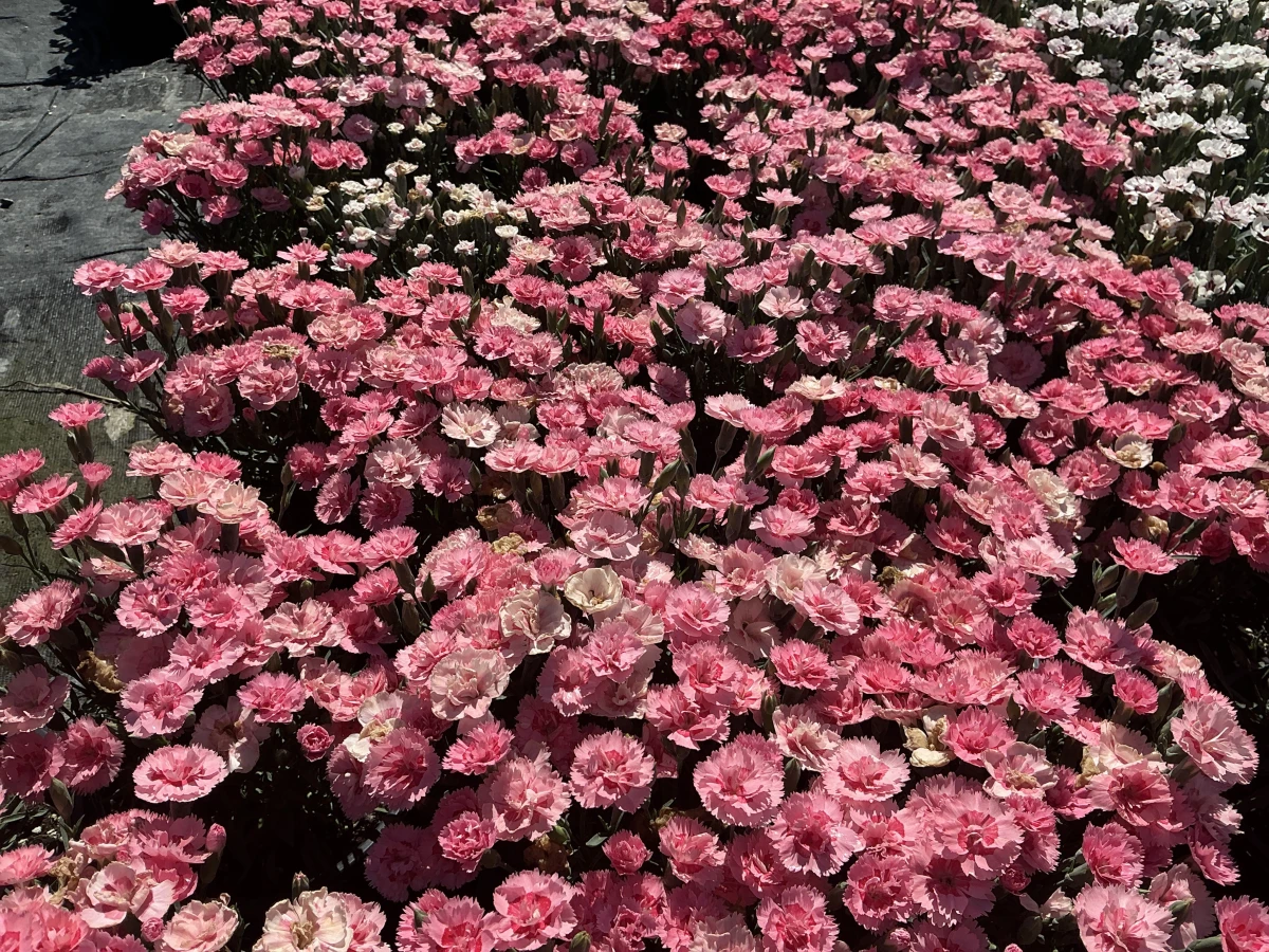 Pinks
