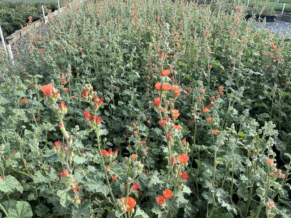 Globemallow