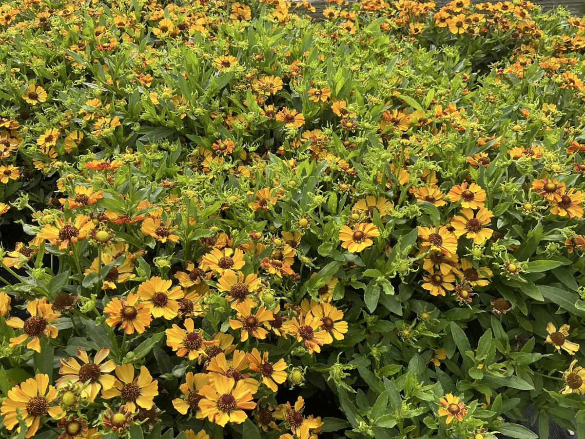 Sneezeweed