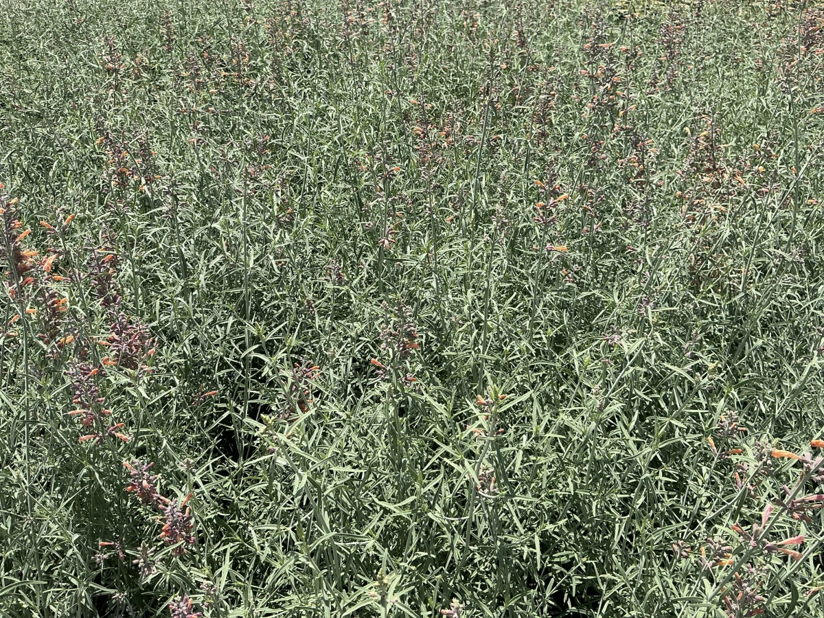 Hyssop, Hummingbird Mint