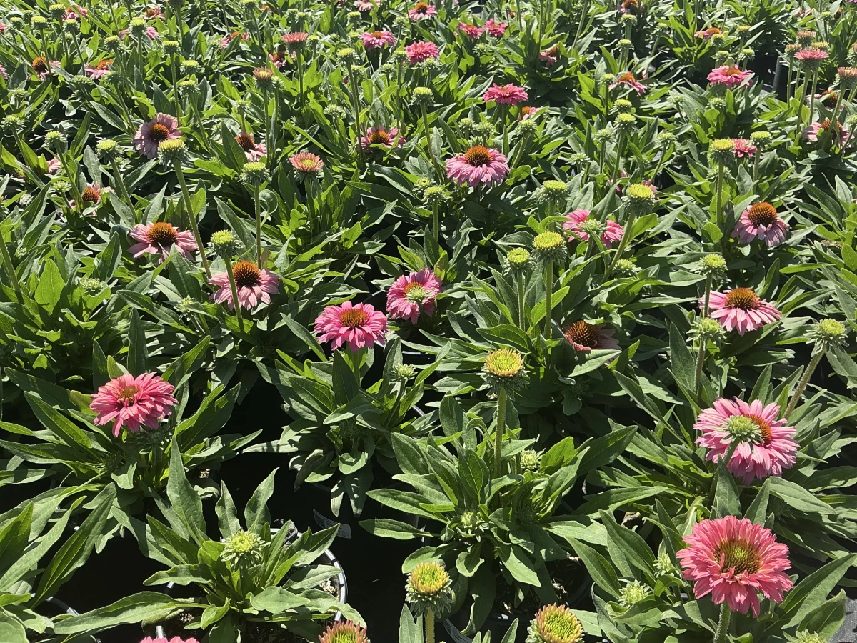 Coneflower