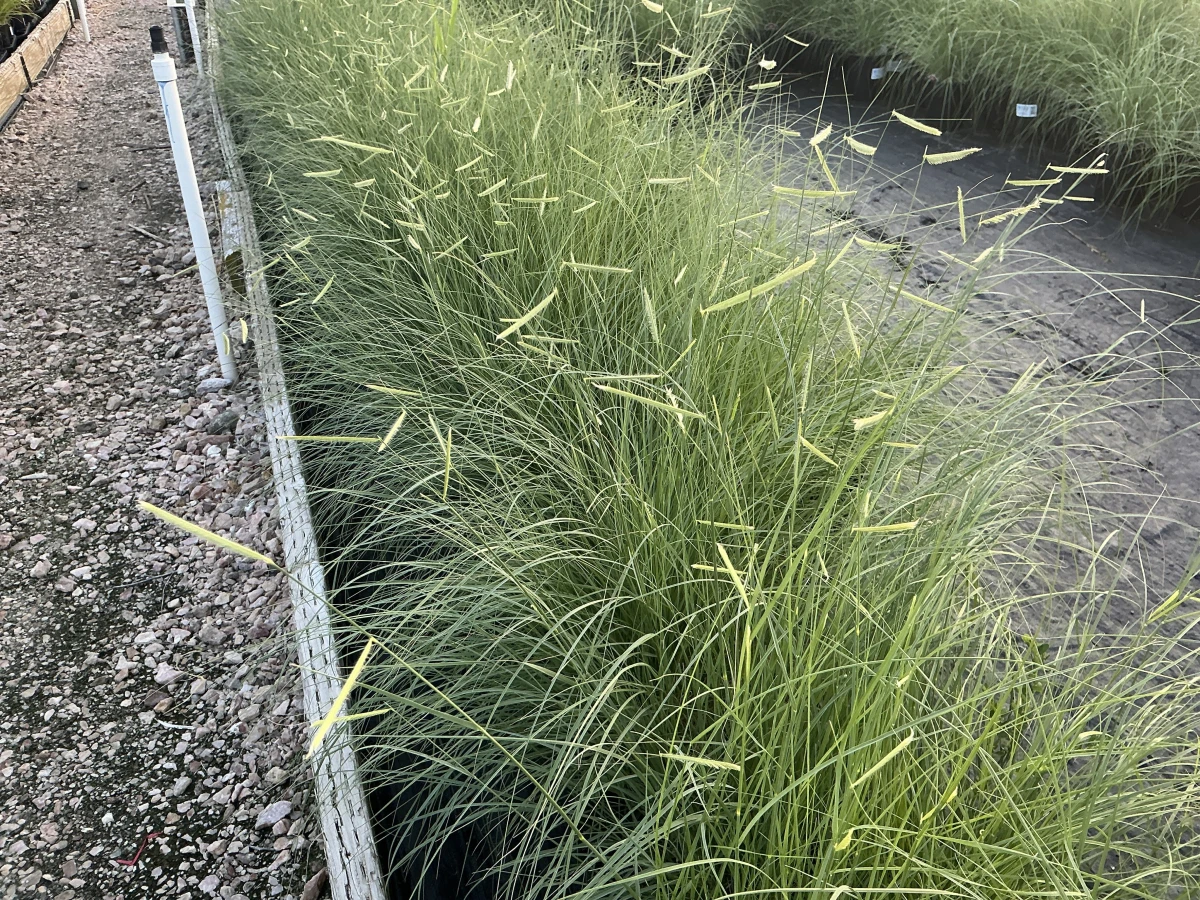 Blue Grama Grass