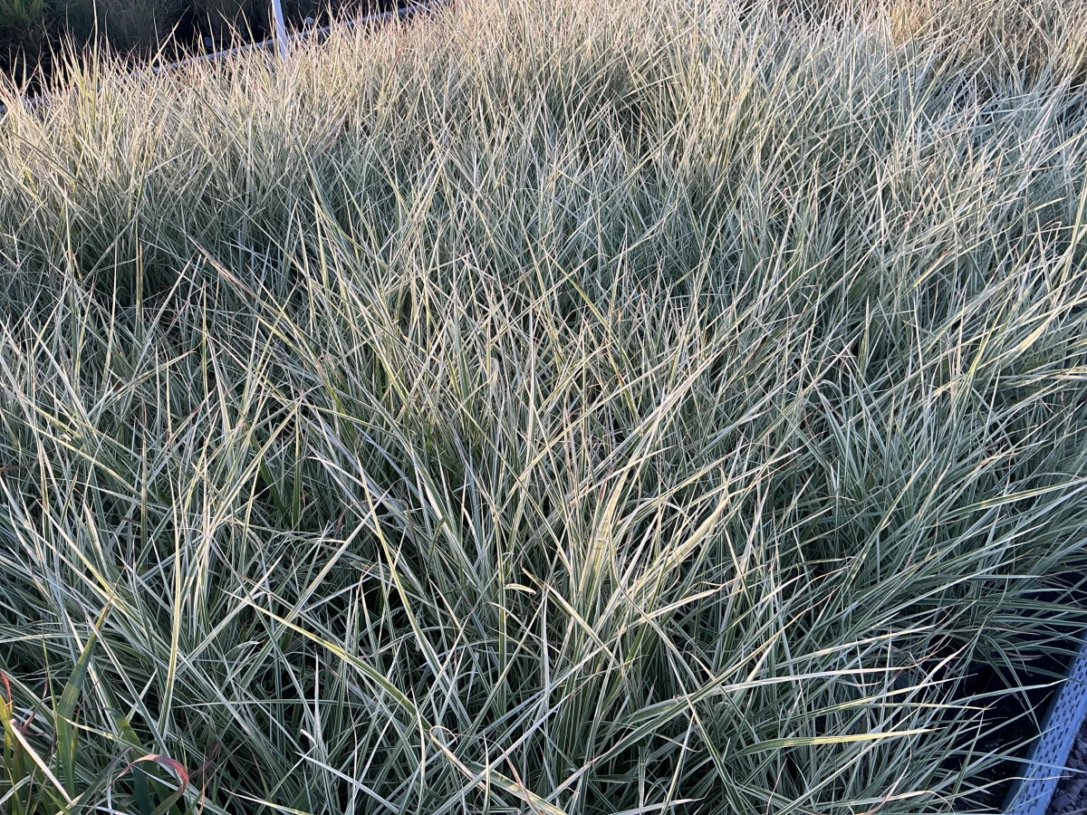 Japanese Silver Grass