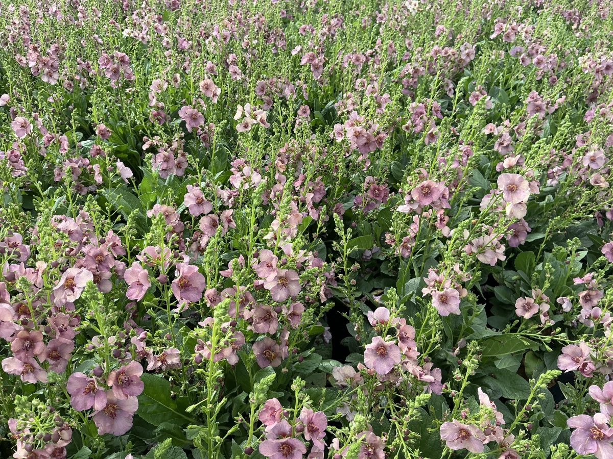 Mullein