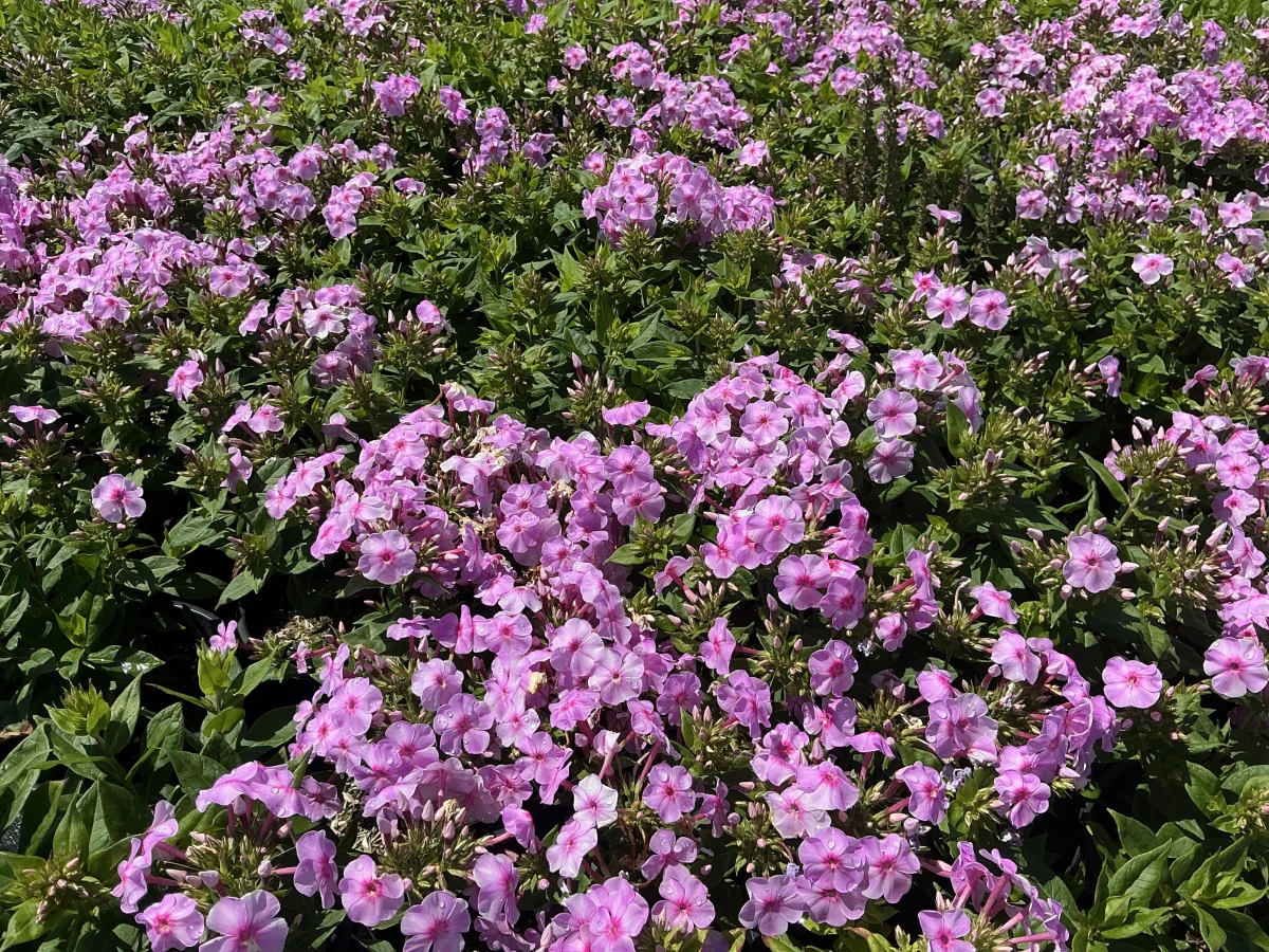 Garden Phlox
