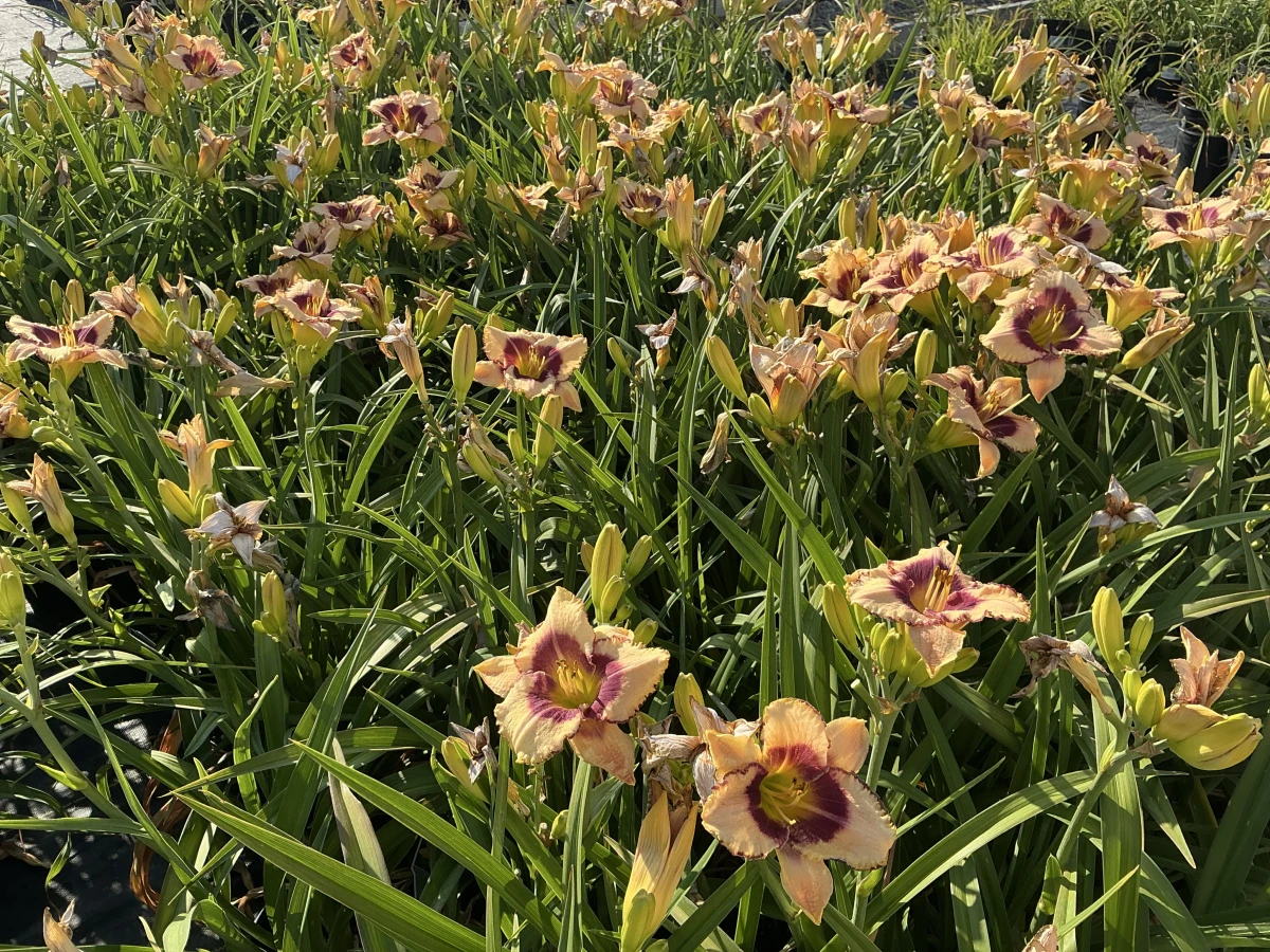 Daylily