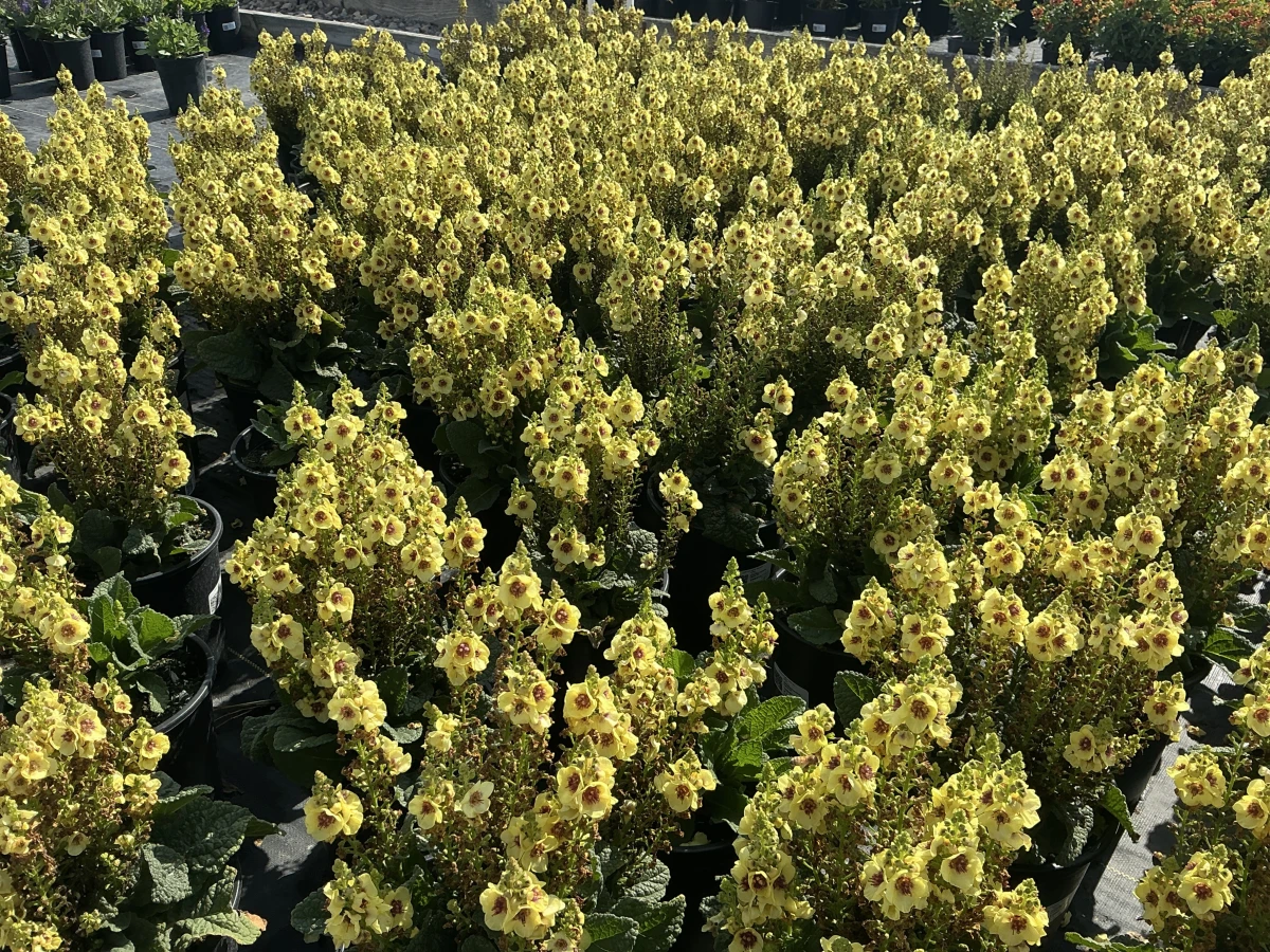 Mullein