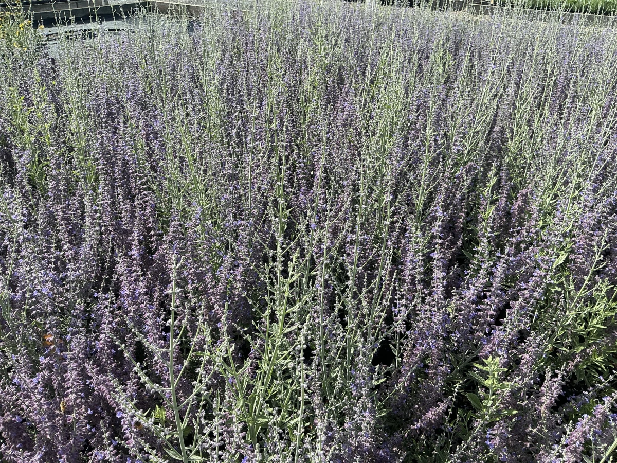 Russian Sage