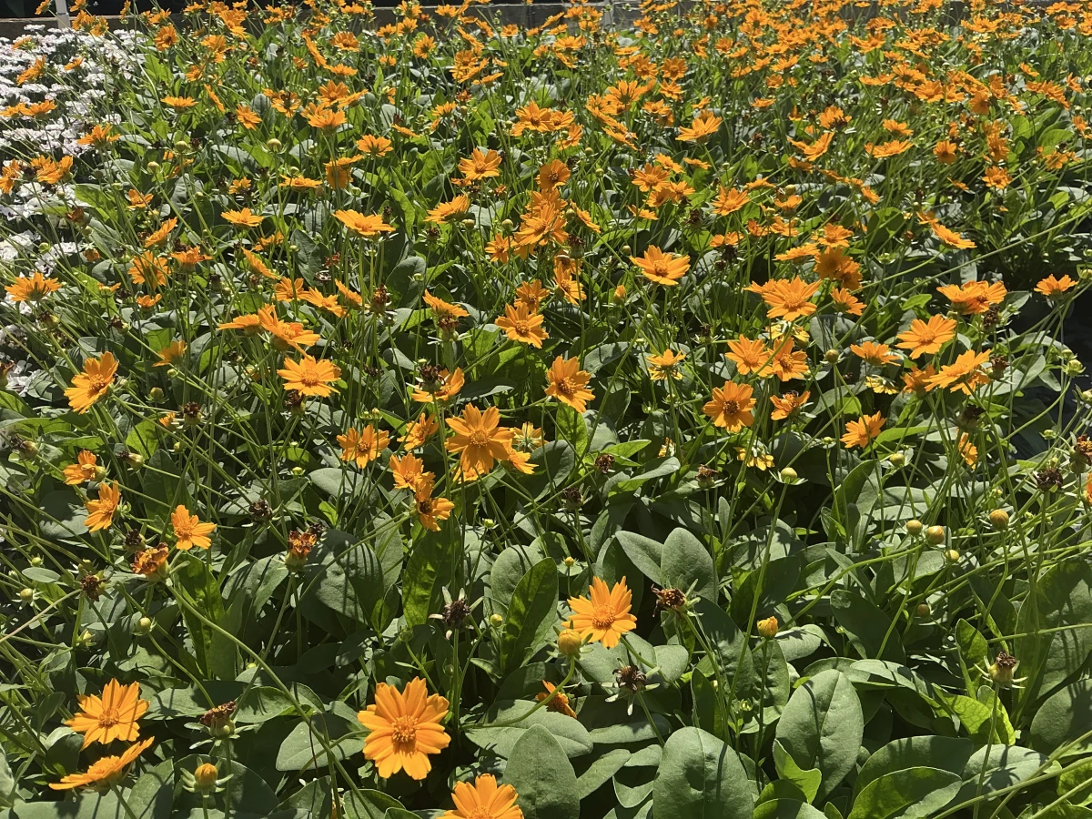 Tickseed