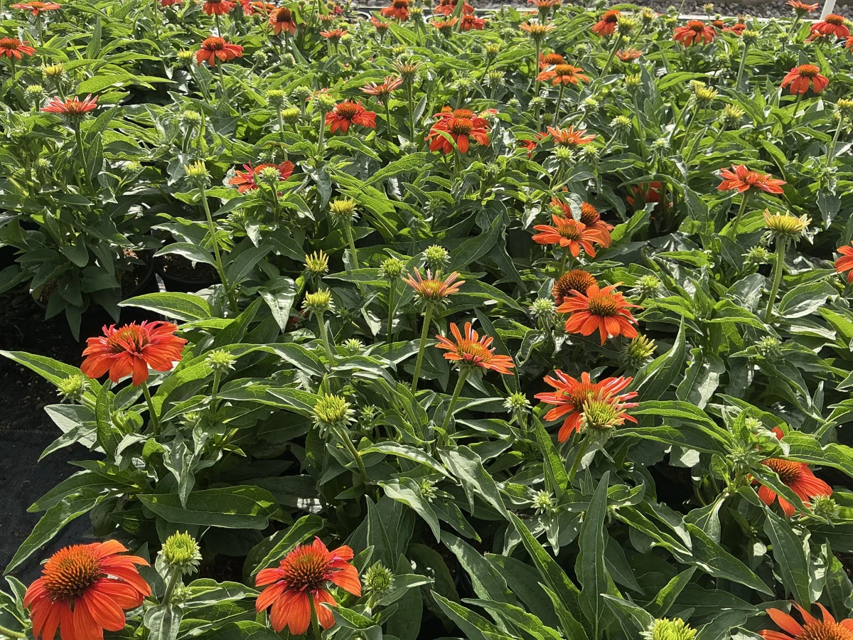 Coneflower