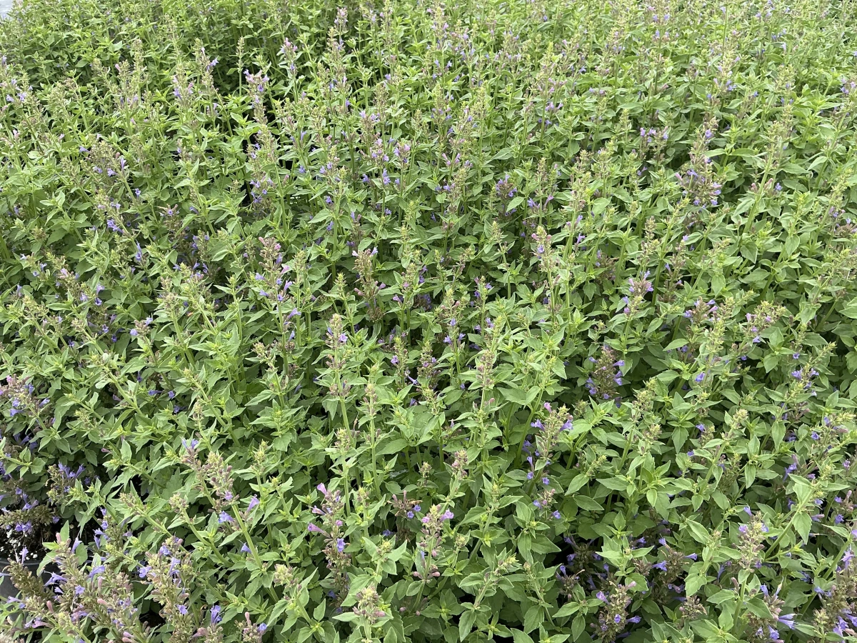 Hyssop, Hummingbird Mint