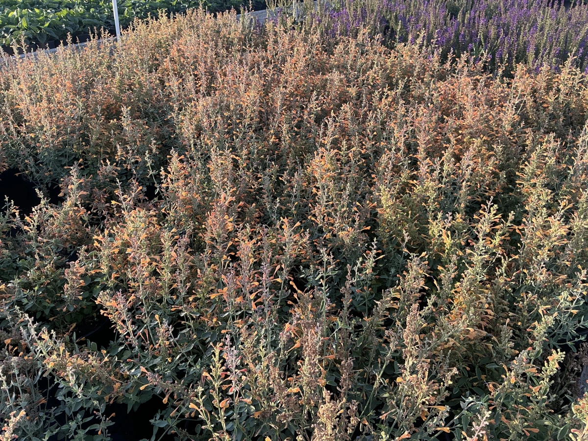 Hyssop, Hummingbird Mint