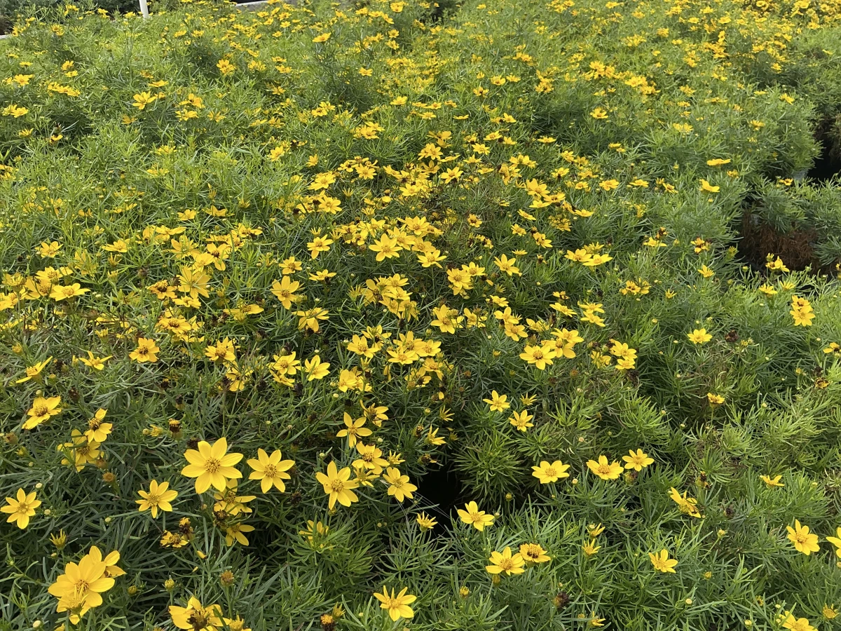 Threadlead Coreopsis