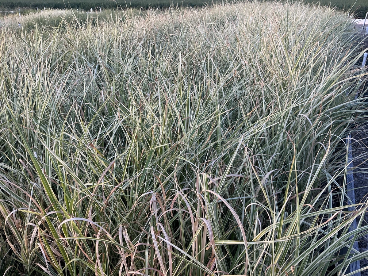 Maiden Grass