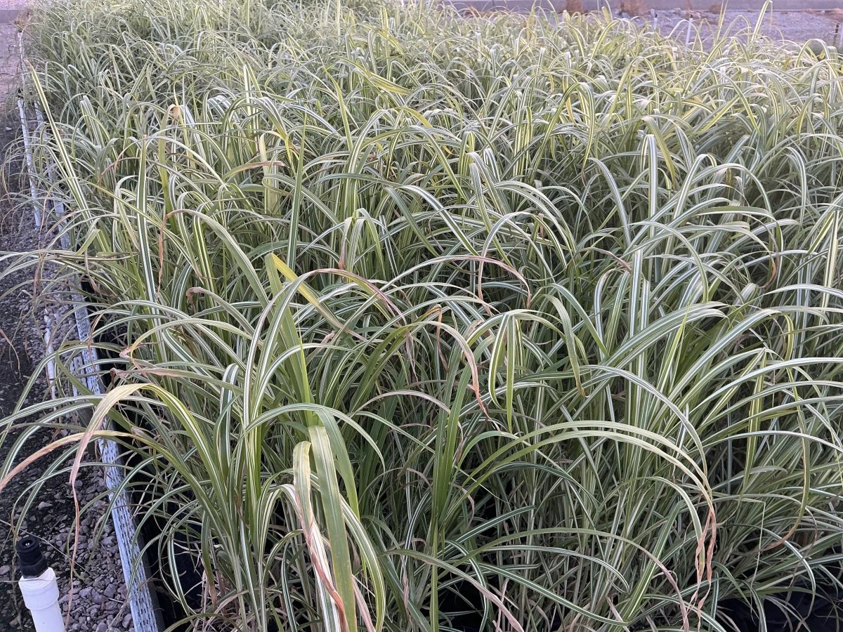 Maiden Grass, Japanese Silver Grass