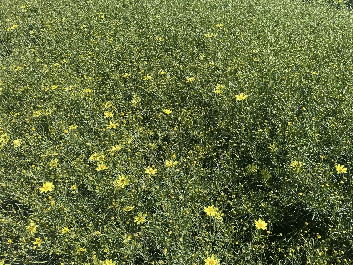 Threadleaf Coreopsis
