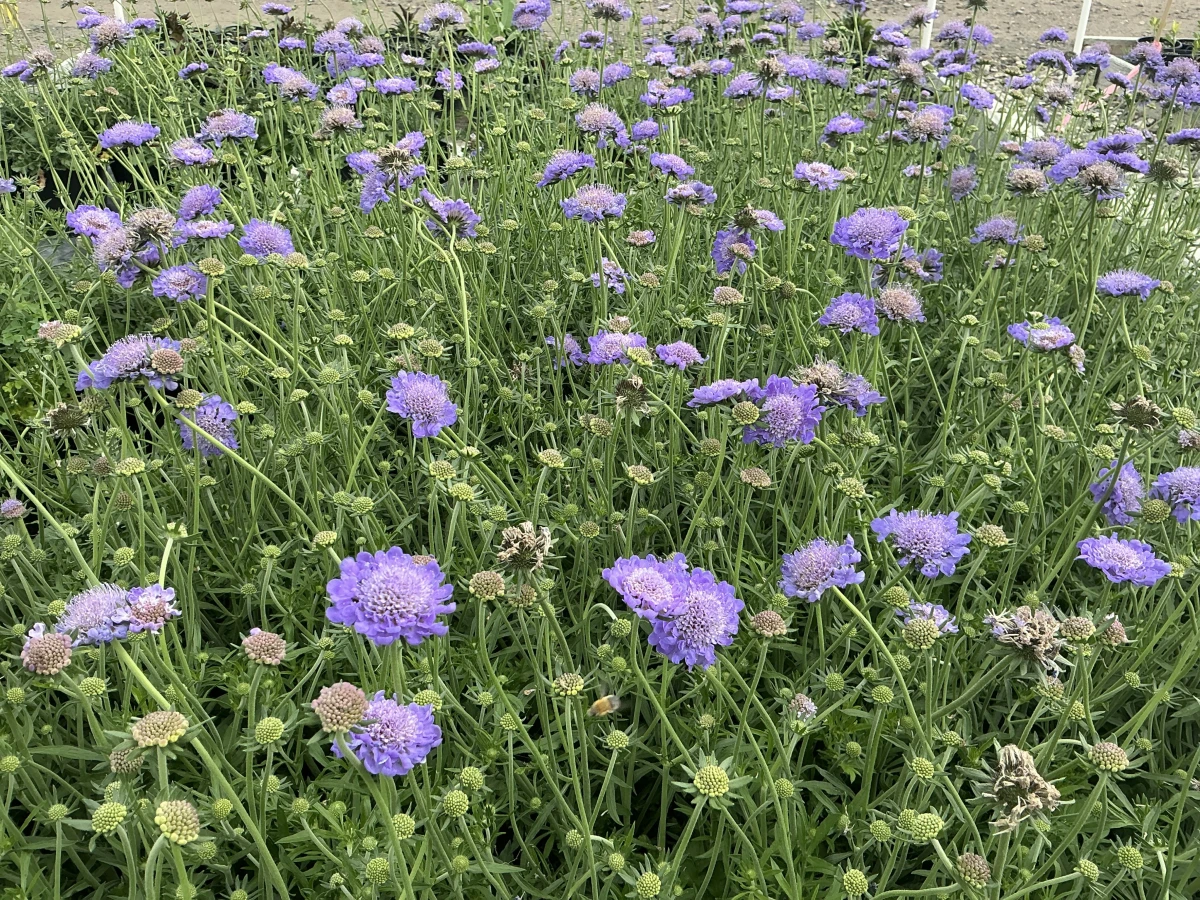 Pincushion Flower