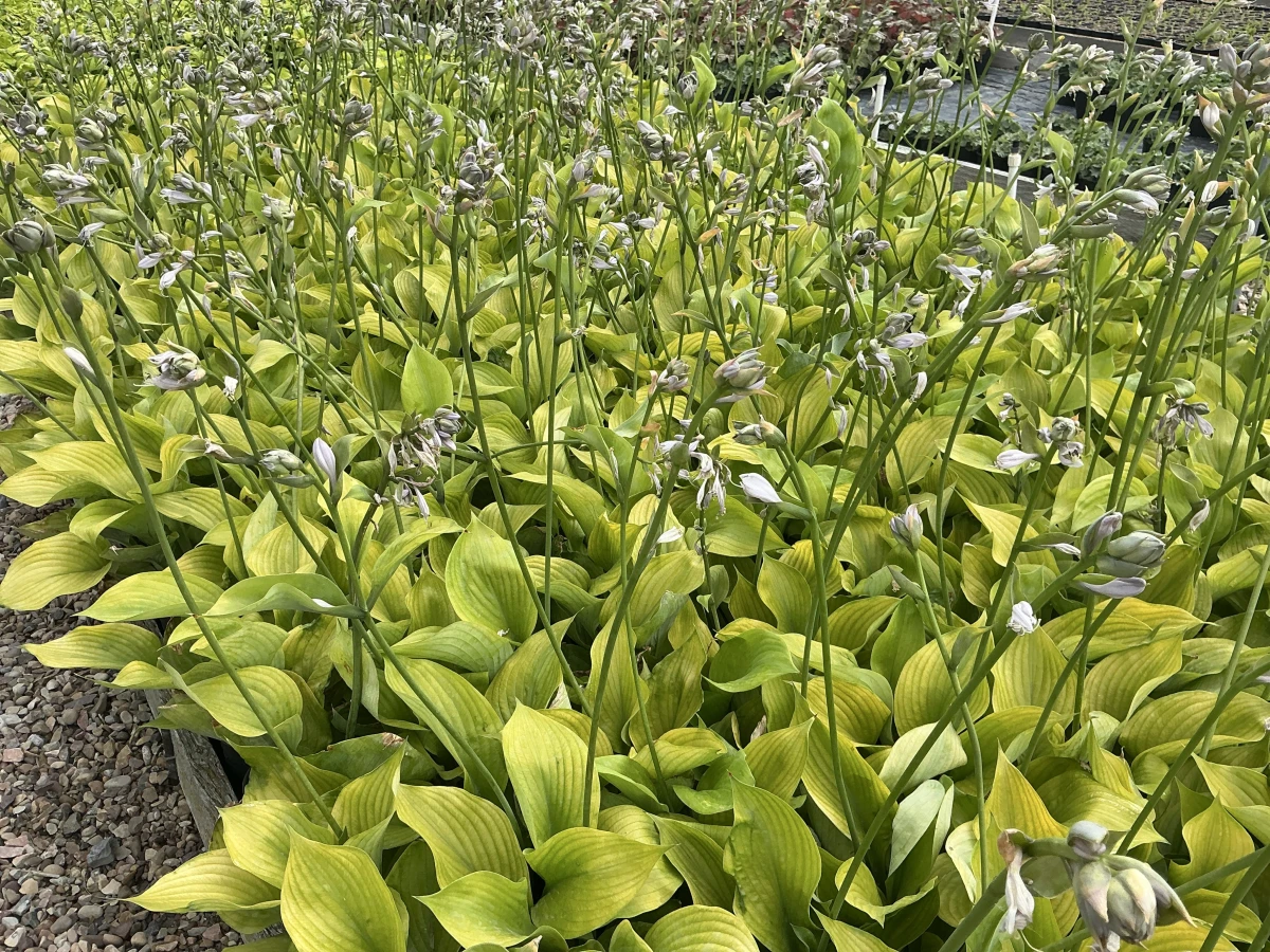 Plantain Lily