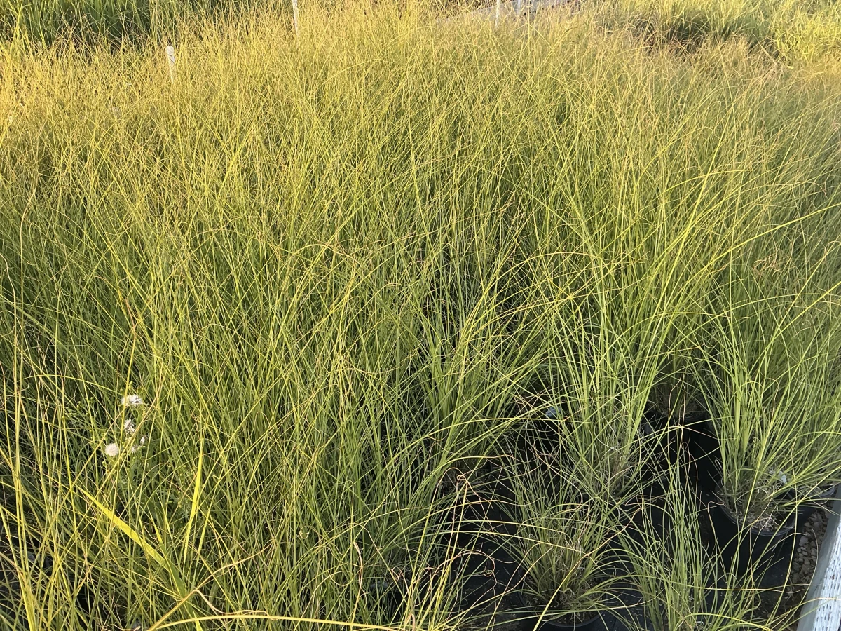 Maiden Grass